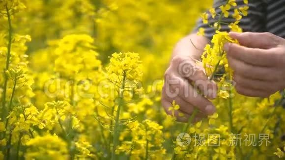 油籽油菜栽培的男性农民视频