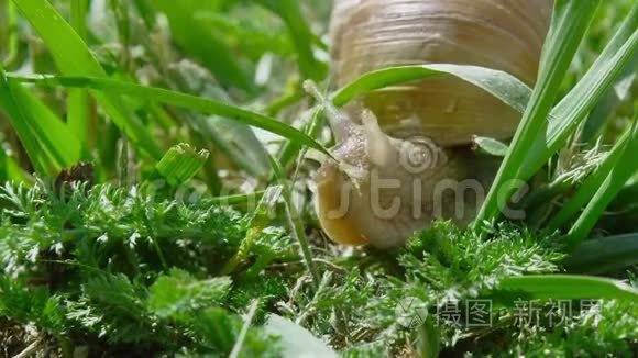 有肺亚纲视频素材