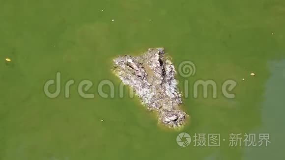 绿水中的鳄鱼视频