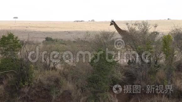 长颈鹿一家人一起在日落时散步视频