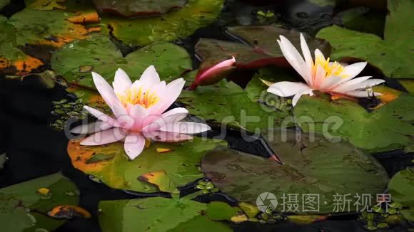 湖中的莲花和百合花视频