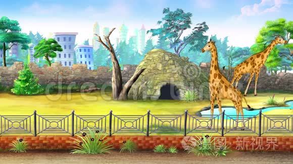 动物园里的长颈鹿视频