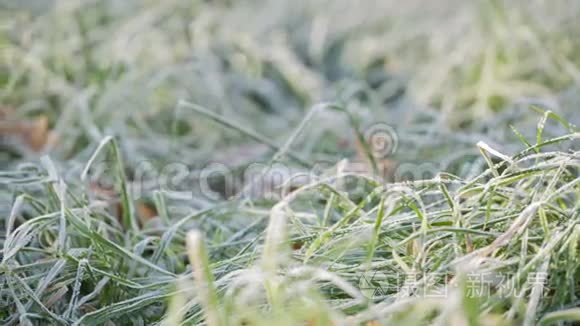 结霜的草和橡树叶视频