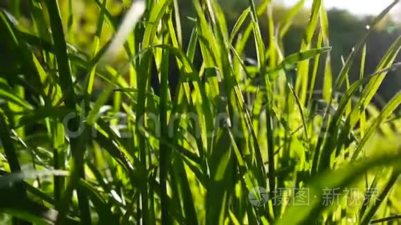 青草镜头宏观阳光透过树叶照射出美丽的春天背景. 视频关闭静态摄像机。