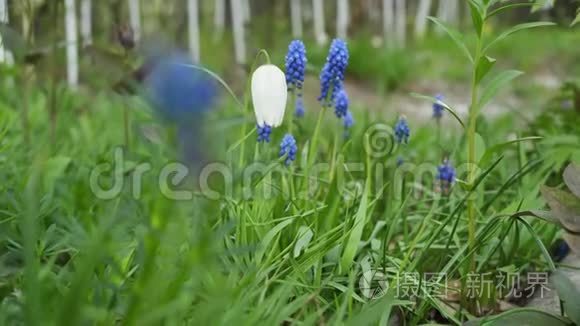 野花和植物。 野花。 田野上五颜六色的花。 野草和野花之间的野花近在咫尺