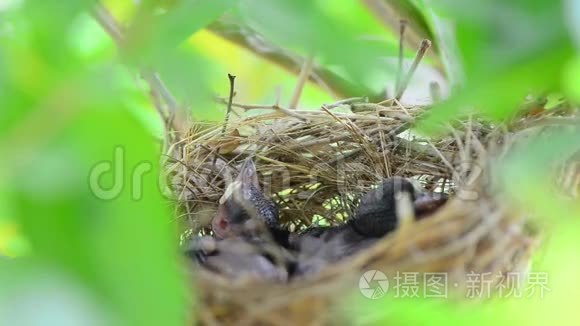 小鸟窝里视频