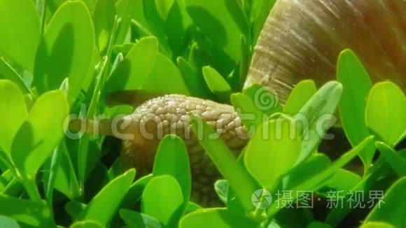 有肺亚纲视频素材