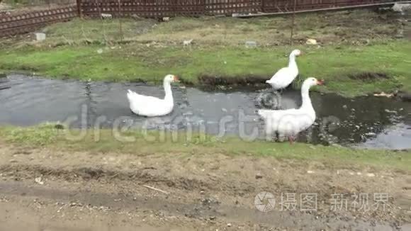 三只家养的白鹅去野外视频