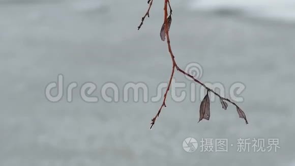 冬季雪中的单株枯树枝视频