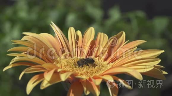 蜜蜂在黄花上采集花粉视频