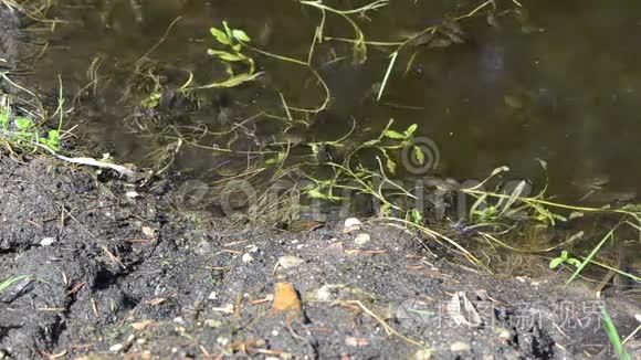 小黑蝌蚪成群结队地挤在岸边视频