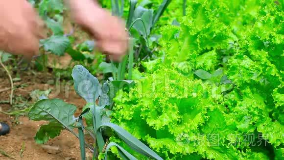 农民控制绿色生菜