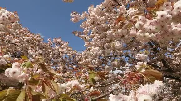 日本樱花蓝天视频