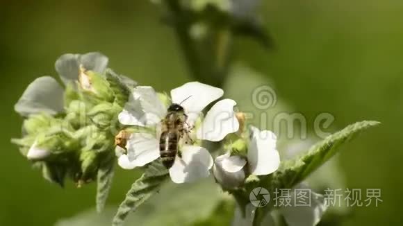 有花的棉花黄药用植物视频