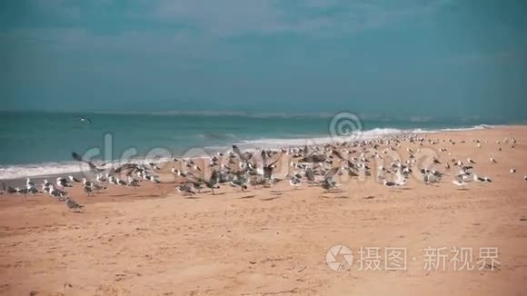 海鸥从海滨起飞视频