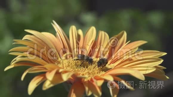 蜜蜂在黄花上采集花粉视频