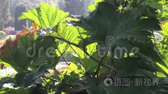 热带花园植物密集的灌丛视频