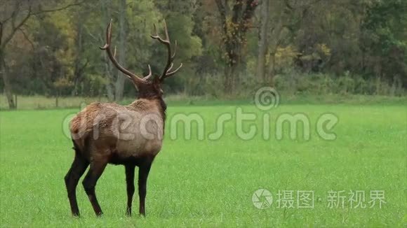 奖杯级公牛麋鹿视频