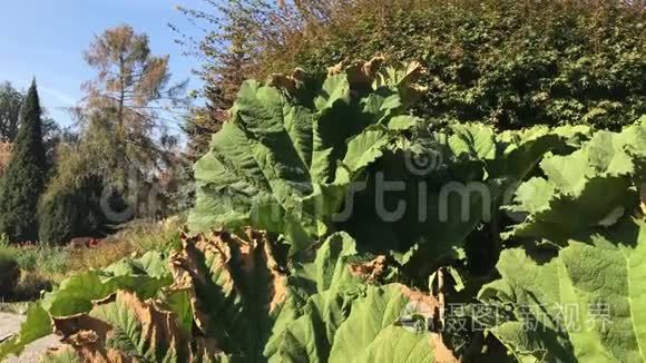 热带花园植物密集的灌丛