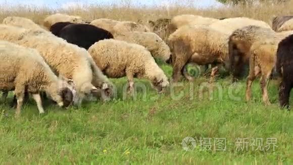 格陵兰岛上成群的羊视频