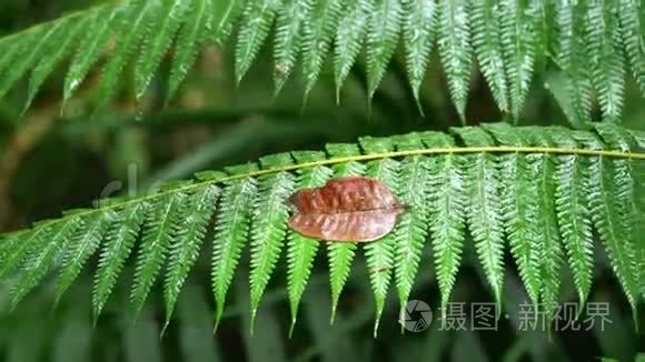 高耀国家公园的芬叶