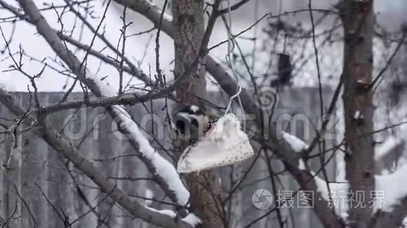 啄木鸟在树上吃食物视频
