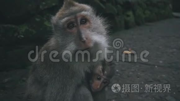 猴子森林里的恒河猴视频