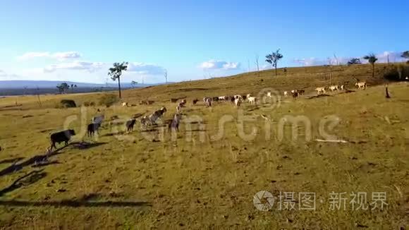 澳大利亚牛群的鸟瞰图视频