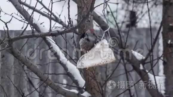 啄木鸟在树上吃食物视频