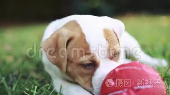可爱的绿眼睛狗在外面咬球视频