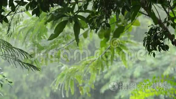 大雨落在花园的树上视频