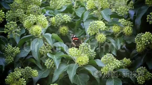 蝴蝶吃花粉花视频