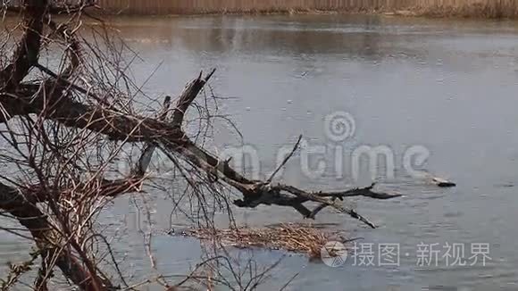 涨潮时水淹沼泽，高动态范围成像