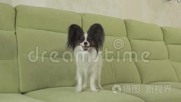 幼犬繁殖帕皮隆大陆玩具猎犬接住大球并播放慢镜头录像