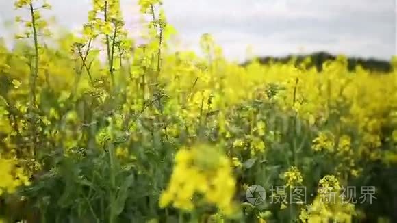 黄色油籽花在野外慢镜头视频