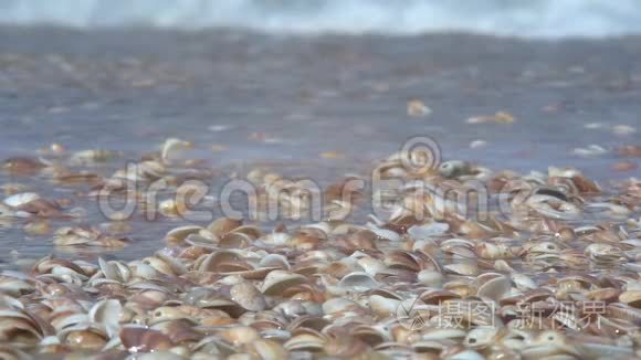 海浪带着贝壳翻过海岸视频