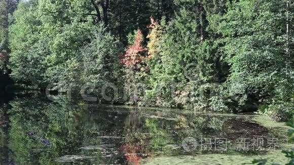 秋天的木头在河里倒映着漂浮的鸭子
