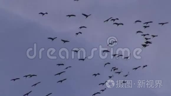 在秋天迁徙的天空中飞翔的鹤视频