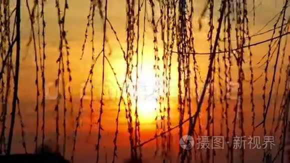 在夕阳的映衬下，柳枝在风中摇曳