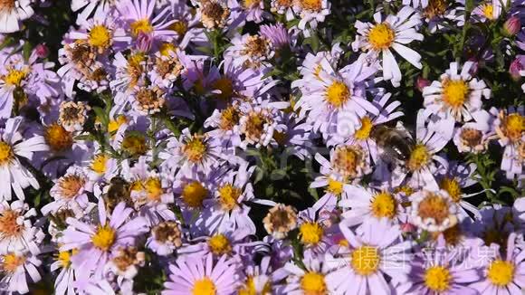 蜜蜂的作用花粉粉红色夏花视频