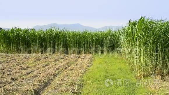 农场植物中的纳皮尔草视频