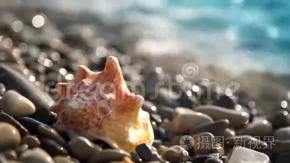 卵石滩上的海螺壳视频