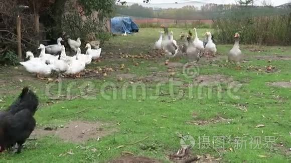 草地上的白鹅和鸡