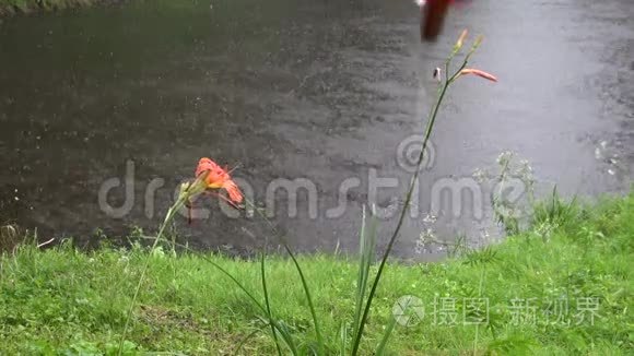 池塘和红伞上的夏雨视频