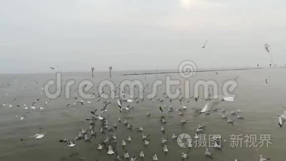 泰国旅游景点海鸥迁徙视频