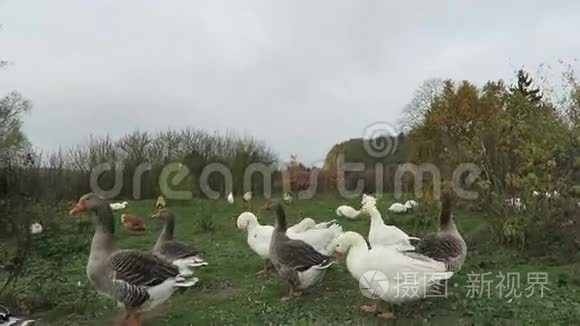 草地上的白鹅和鸡