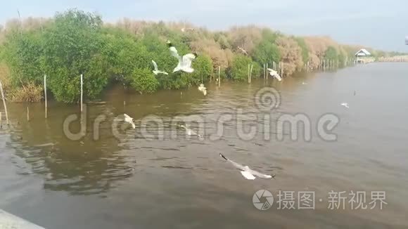 泰国旅游景点海鸥迁徙视频