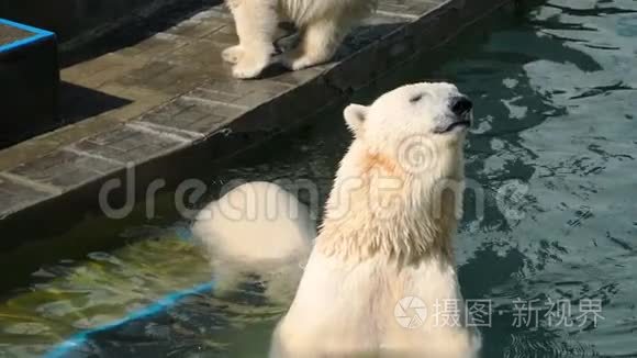 北极熊和幼崽在水里玩耍视频