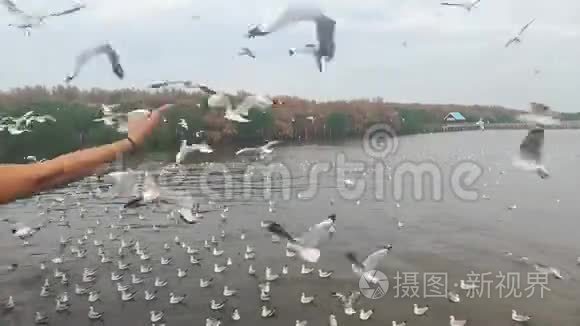 泰国旅游景点的海鸥迁徙视频