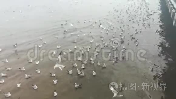 泰国旅游景点的海鸥迁徙视频